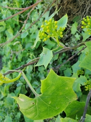 Delairea odorata