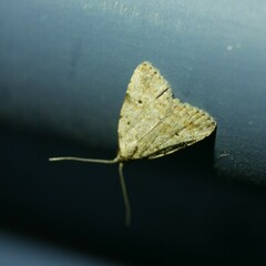 Tolpiodes oligolasia