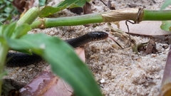 Natriciteres olivacea