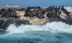 Arctocephalus pusillus pusillus