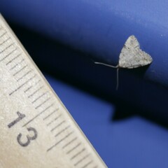 Tolpiodes oligolasia