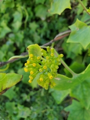 Delairea odorata