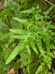 Lygodium japonicum