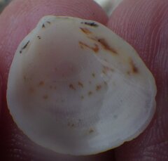 Laevicardium mortoni