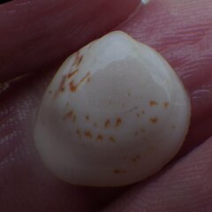 Laevicardium mortoni