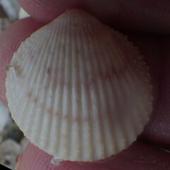 Dallocardia muricata