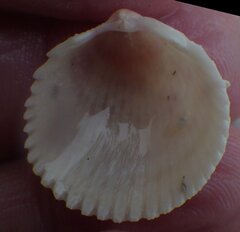 Dallocardia muricata
