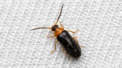 Conopalpus testaceus