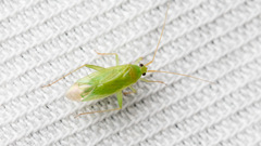 Orthotylus