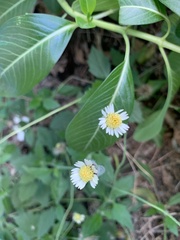 Tridax procumbens