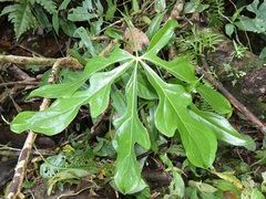 Anthurium clavigerum image