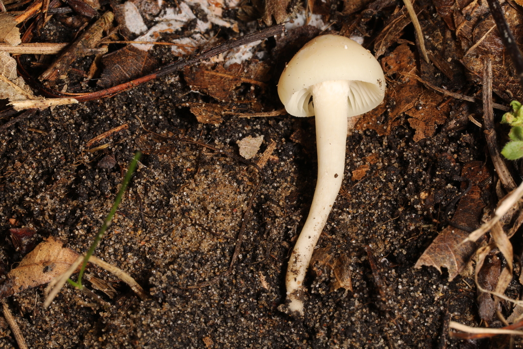 Cuphophyllus sp. 'IN04'