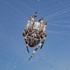 Araneus angulatus