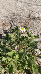 Perityle emoryi