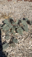 Dalea mollissima