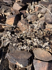 Tidestromia lanuginosa