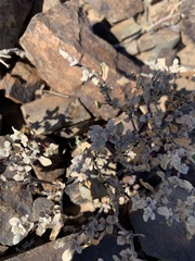 Tidestromia lanuginosa