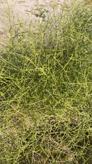 Koeberlinia spinosa