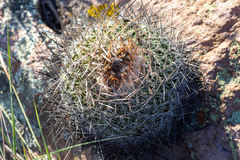 Echinofossulocactus