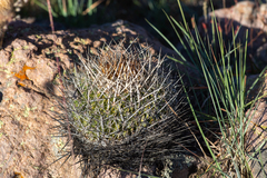 Echinofossulocactus