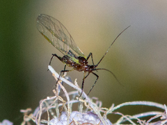 Macrosiphini