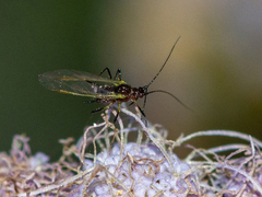 Macrosiphini