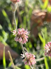 Eriogonum elongatum