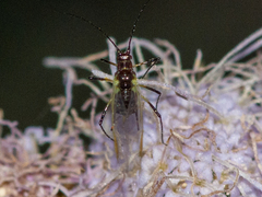 Macrosiphini