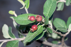 Malacomeles denticulata