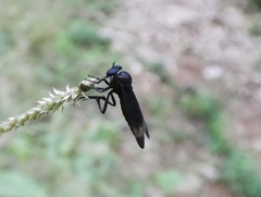 Holcocephala analis