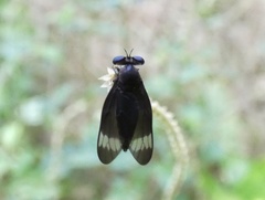 Holcocephala analis