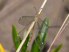 Brachynemurus versutus