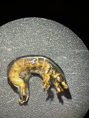 Hydropsyche pellucidula