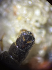 Hydropsyche pellucidula