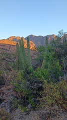 Stenocereus thurberi