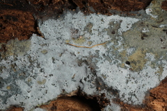 Byssocorticium atrovirens