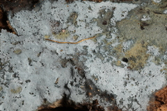 Byssocorticium atrovirens