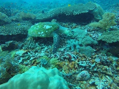 Eretmochelys imbricata