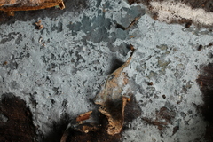 Byssocorticium atrovirens