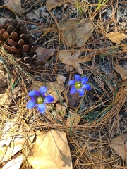 Gentiana autumnalis