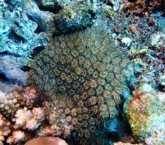 Galaxea fascicularis