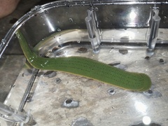 Limnobdella