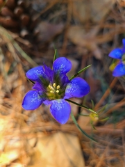 Gentiana autumnalis