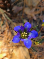 Gentiana autumnalis