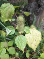 Acalypha arvensis