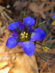 Gentiana autumnalis