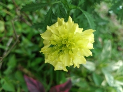 Tagetes erecta