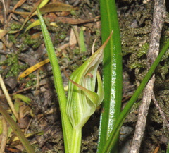 Pterostylis irsoniana