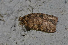Agonopterix ferocella