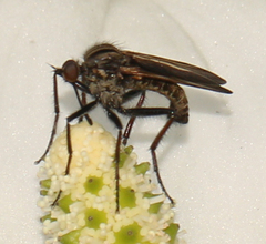 Empis